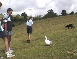 The pet Aylesbury Duck obediently follows her mistress and her dog on Glastonbury Tor